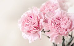 花卉種植中土壤養(yǎng)分不足怎么辦？