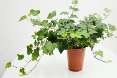 植物冠層分析儀如何使用？