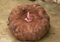土壤養(yǎng)分檢測儀帶動魔芋種植技術(shù)保障科學種植