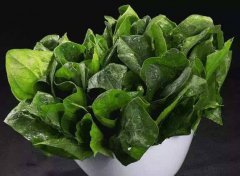 為什么要檢測(cè)植物葉綠素？