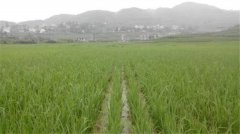 土壤養(yǎng)分速測儀如何分析肥力變化？