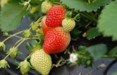 **水果種植離不開(kāi)土壤肥料養(yǎng)分檢測(cè)儀